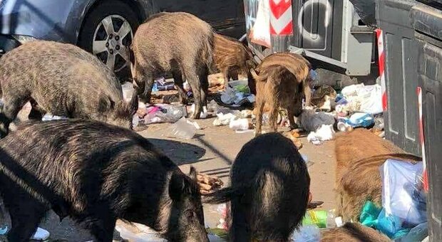 Roma, il caso della peste suina. «Trasmessa agli animali dai rifiuti, serve pulizia straordinaria»