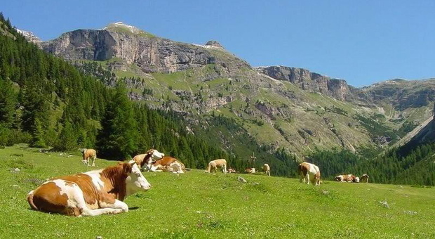 Tempo di alpeggi e mucche al pascolo, ma mancano i pastori "locali"