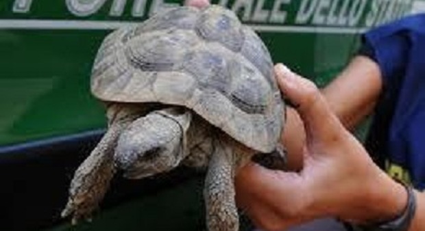 Sorpresa: in una villetta spuntano le tartarughe in via d'estinzione