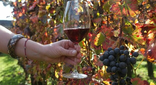Campania Wine, a dicembre l'evento che coinvolge 250 produttori di vino e oltre 700 etichette