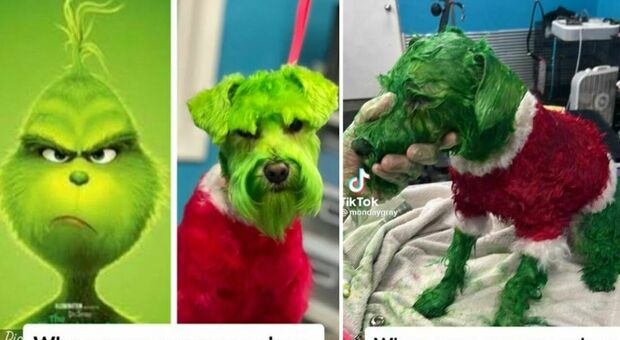 Tinge il cane di verde per assomigliare al Grinch e viene accusata di «maltrattamenti»: il video su TikTok crea polemica