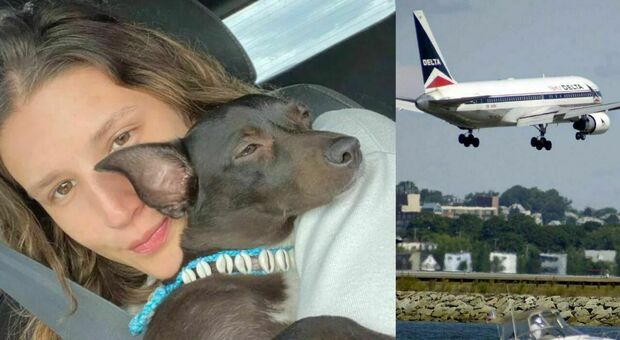 Compagnia aerea smarrisce la cagnolina di una passeggera in aeroporto. «Mi hanno detto che Maia è scappata»