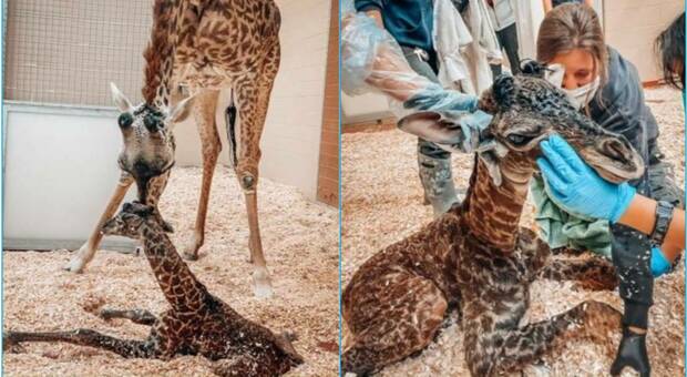 Tragedia allo zoo, giraffa appena nata muore calpestata per errore dalla madre