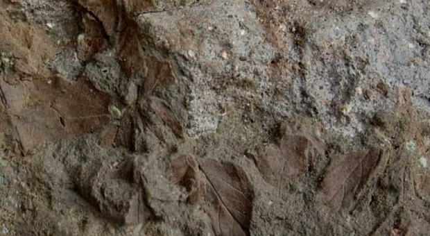 Scavi di Ercolano, spuntano le foglie di 2000 anni fa