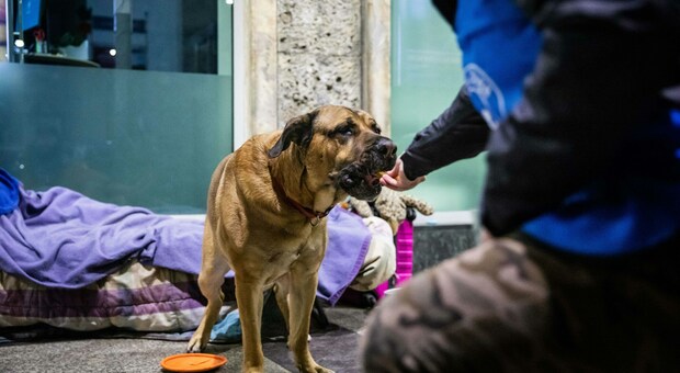 I veterinari di "strada" aiutano i cani dei senzatetto. «Basta pregiudizi: accudiscono con amore i propri animali»