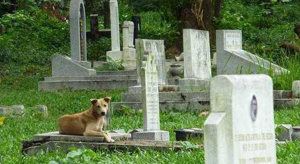 La storia Muore e il suo cane lo veglia al cimitero