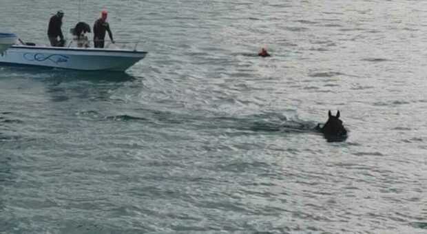 Cavallo cade in mare a Castro: salvato dai pescatori