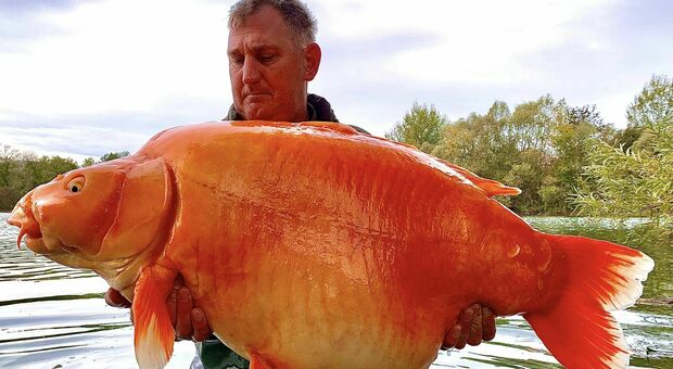 attura e poi libera pesce "carota" da 30 chili: raro incrocio tra due specie. «Uno dei più grandi al mondo»