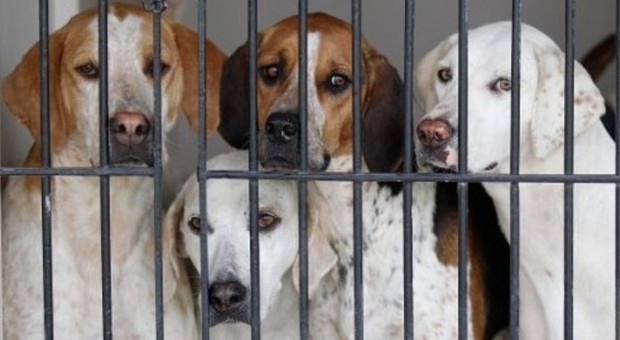 Salerno Basta con l'inferno di Sarno: salviamo quei cani Protesta dal Prefetto