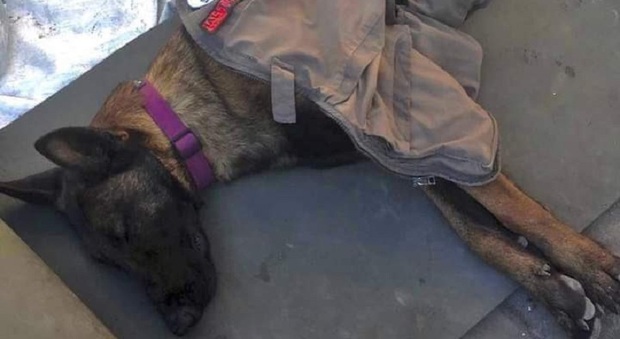 Terremoto Turchia, morto cane eroe mentre cercava superstiti tra le macerie. «Stroncato dalla fatica»