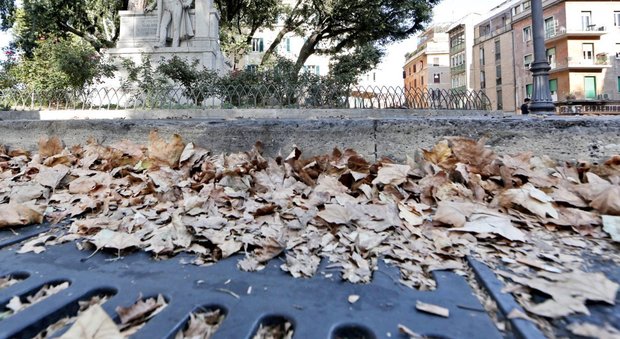 Roma, città invasa dalle foglie secche: tombini ostruiti, fermo il piano Ama per la pulizia