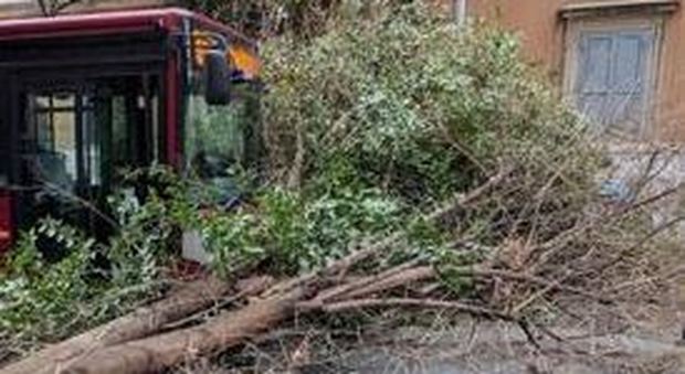 Roma, albero crolla su bus Atac, autista ferito in viale delle Milizie