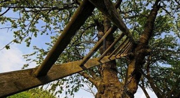 La scala sull'albero a Pian dei Nori: da qui è caduto Gianvittorio Bressan, l'ultimo abitante del paese