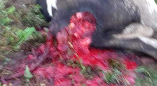 La mucca attaccata dal lupo nella notte a Bressanvido nel Vicentino