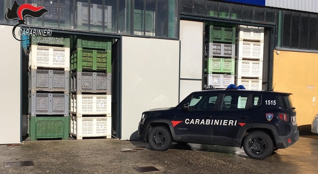 Maxi sequestro di cipolle a Trevi, in azione i carabinieri forestali