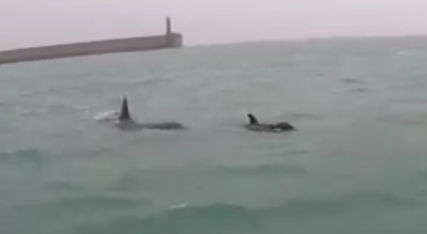 Le orche al Porto di Prà/Voltri (immagini pubblicate da Genova 24 e TeleNord)
