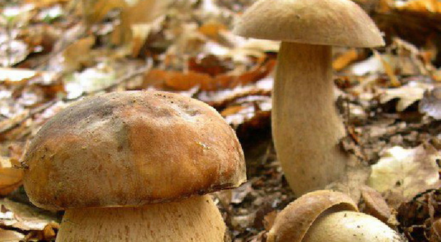 Va a funghi, cade per 10 metri e batte la testa: turista grave