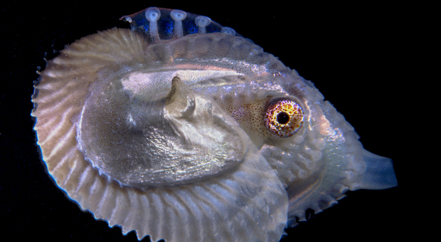 Il polpo Argonauta candidato mollusco dell'anno: esemplari trovati nel golfo di Napoli dai biologi della stazione Dohrn