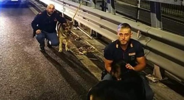 Due cani abbandonati e legati al guardrail: una ragazza chiama la polizia, salvi