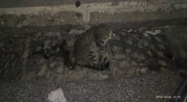Strage di gatti nella notte a Portici, è caccia ai responsabili
