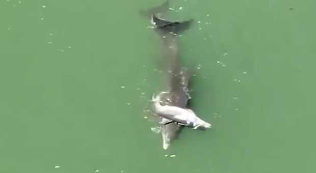 Mamma delfino nuota mentre sorregge il suo cucciolo morto (immagini pubblicate da See Through Canoe)