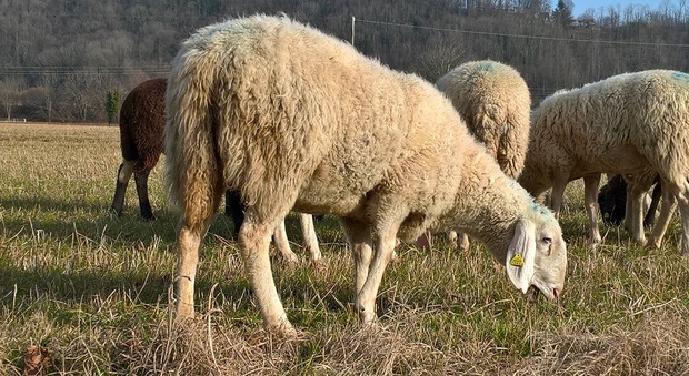 Un gregge di pecore nelle Valli del Natisone