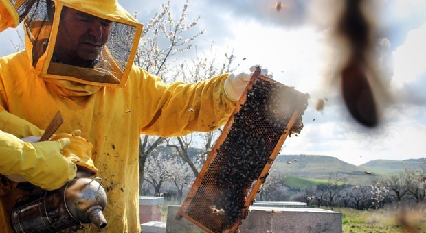 Tenta di rimuovere un alverare dal giardino: le api lo accerchiano e lo uccidono