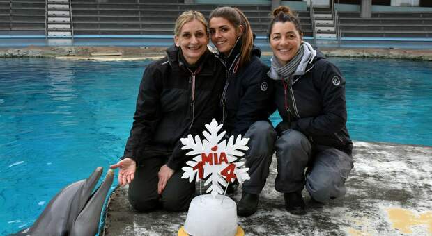 La delfina Mia compie 14 anni: torta speciale per lei a Riccione