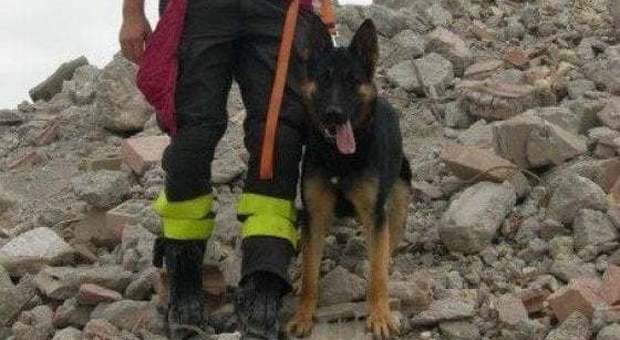 Rigopiano, morto il cane eroe che salvò tre bambini: «Lo abbiamo addormentato, grazie di tutto»