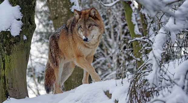 Pastori infuriati: «I lupi sono troppi non riusciamo più a difenderci» (Foto di Marcel Langthim da Pixabay)