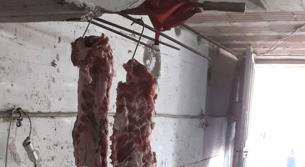 Macellazione abusiva in un seminterrato nel Napoletano, sequestrata la carne e due maiali vivi
