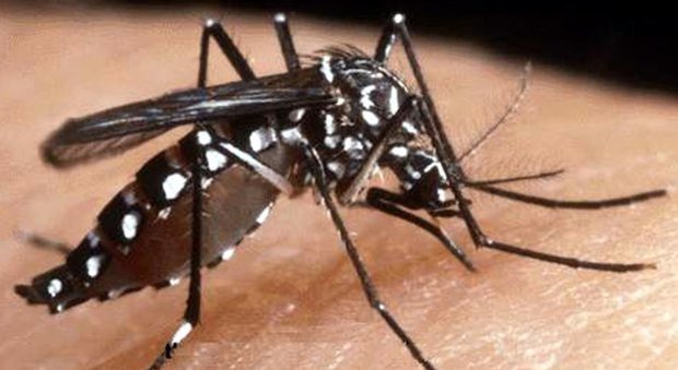 Zanzara tigre, stop donazioni per 1,2 milioni di romani
