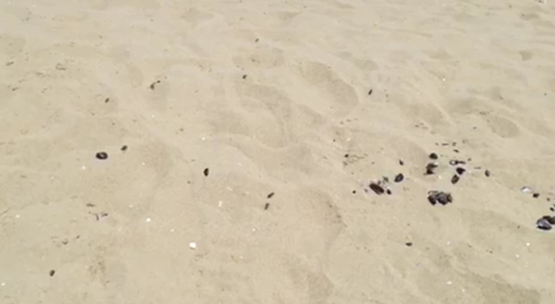Insetti sulla spiaggia e mare sporco: incubo per i bagnanti napoletani