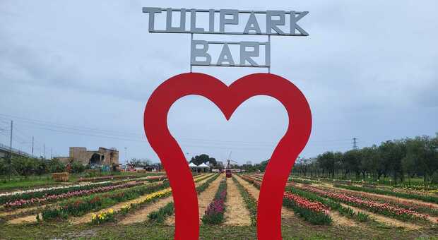 Tulipark, ecco il primo parco di tulipani in Puglia: aperto da oggi
