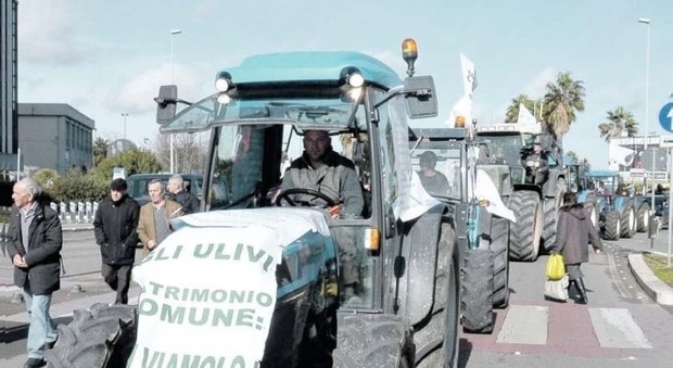 Xylella, Coldiretti prepara per sabato la marcia dei trattori su Lecce
