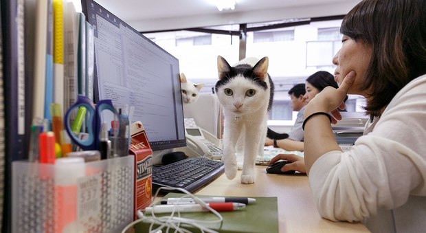 Un gatto da ufficio alla Ferray Corporation di Tokyo
