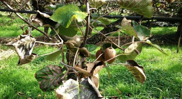 Una pianta di kiwi (Actinidia) attaccata dalla misteriosa malattia