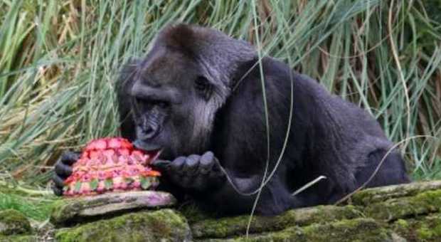 ​Zoo di Londra festeggia 40 anni della gorilla Zaire con megatorta