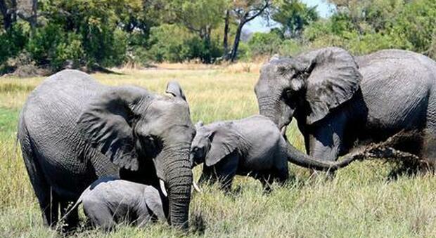 Sudafrica, bracconiere muore calpestato da un branco di elefanti