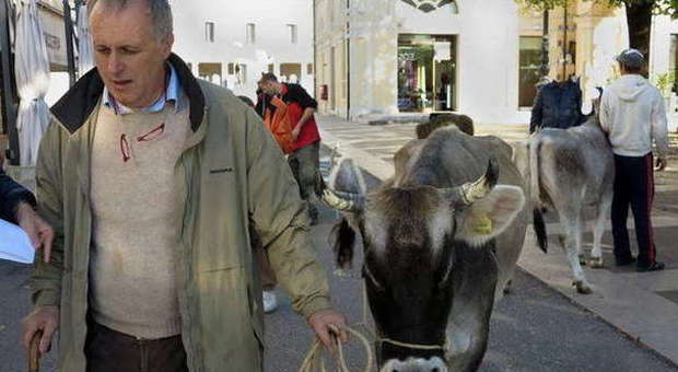 Cesare De Stefani oggi a Montebelluna con la mucca (foto Giulio Guarin