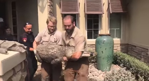 America, uomo torna a casa dopo l'uragano Harvey e trova un caimano