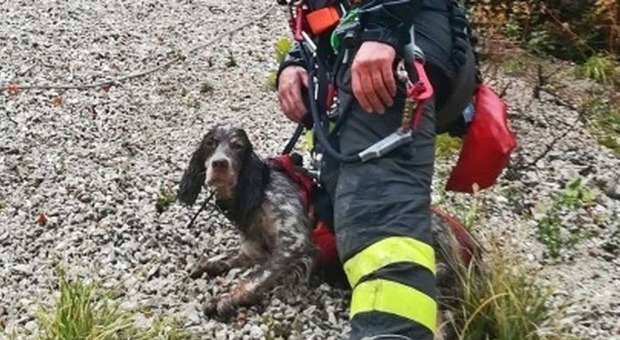Il cane soccorso e salvato