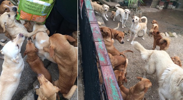 In casa con 25 cani: «Non ce la faccio più», "salvati" dal sindaco
