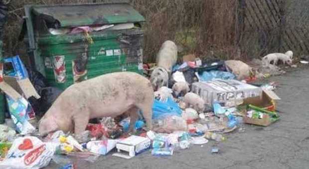 Allarme rifiuti, è caos a Roma, cumuli ovunque. La foto choc | Maiali rovistano tra i sacchetti