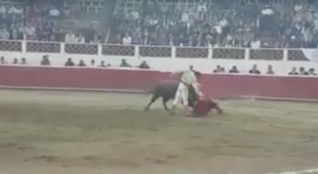 Messico, il toro scatta e incorna il torero all'inguine: gli attimi di panico in un video