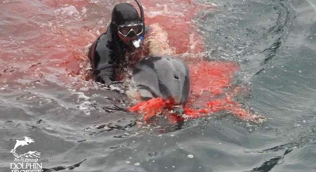 Strage di delfini a Taiji. (Le drammatiche immagini di Ric O' Barry's Dolphin Project su Fb)