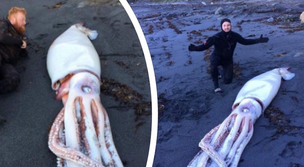 Tre fratelli trovano in spiaggia un calamaro gigante lungo oltre 4 metri: «È il più grande invertebrato mai esistito». Le foto choc