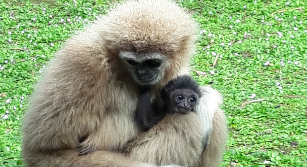 La mamma coccola il suo piccolo al Parco Zoo di Falconara
