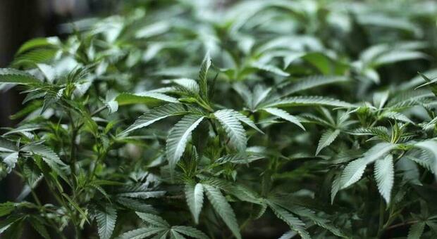 Gragnano, coltivava cannabis in casa: denunciato 22enne