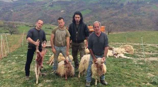 I pastori mostrano le pecore attaccate dai lupi